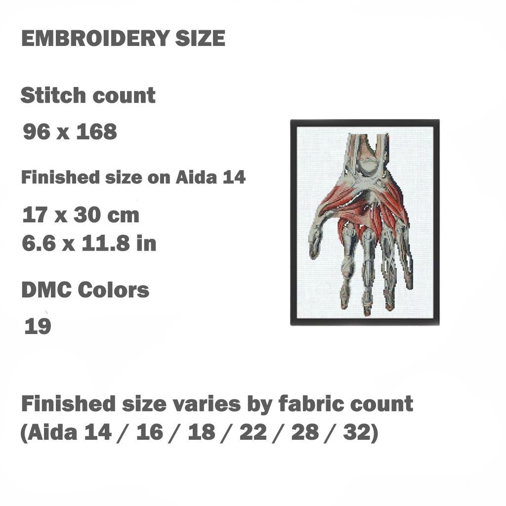 Anatomical Hand Cross Stitch Pattern PDF, Human Palm Muscles and Bones Embroidery Chart, Vintage Medical Illustration Art, Doctor Gift - NuttyHappyHobby