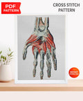 Anatomical Hand Cross Stitch Pattern PDF, Human Palm Muscles and Bones Embroidery Chart, Vintage Medical Illustration Art, Doctor Gift - NuttyHappyHobby