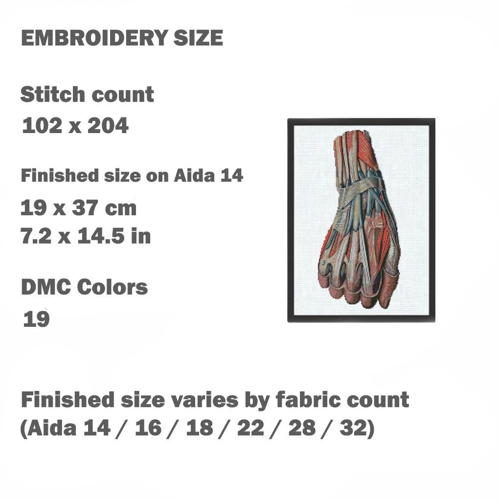 Anatomical Hand Muscles Cross Stitch Pattern PDF, Vintage Medical Illustration Embroidery Chart, Human Arm Anatomy Art, Doctor Gift,Download - NuttyHappyHobby