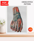 Anatomical Hand Muscles Cross Stitch Pattern PDF, Vintage Medical Illustration Embroidery Chart, Human Arm Anatomy Art, Doctor Gift,Download - NuttyHappyHobby