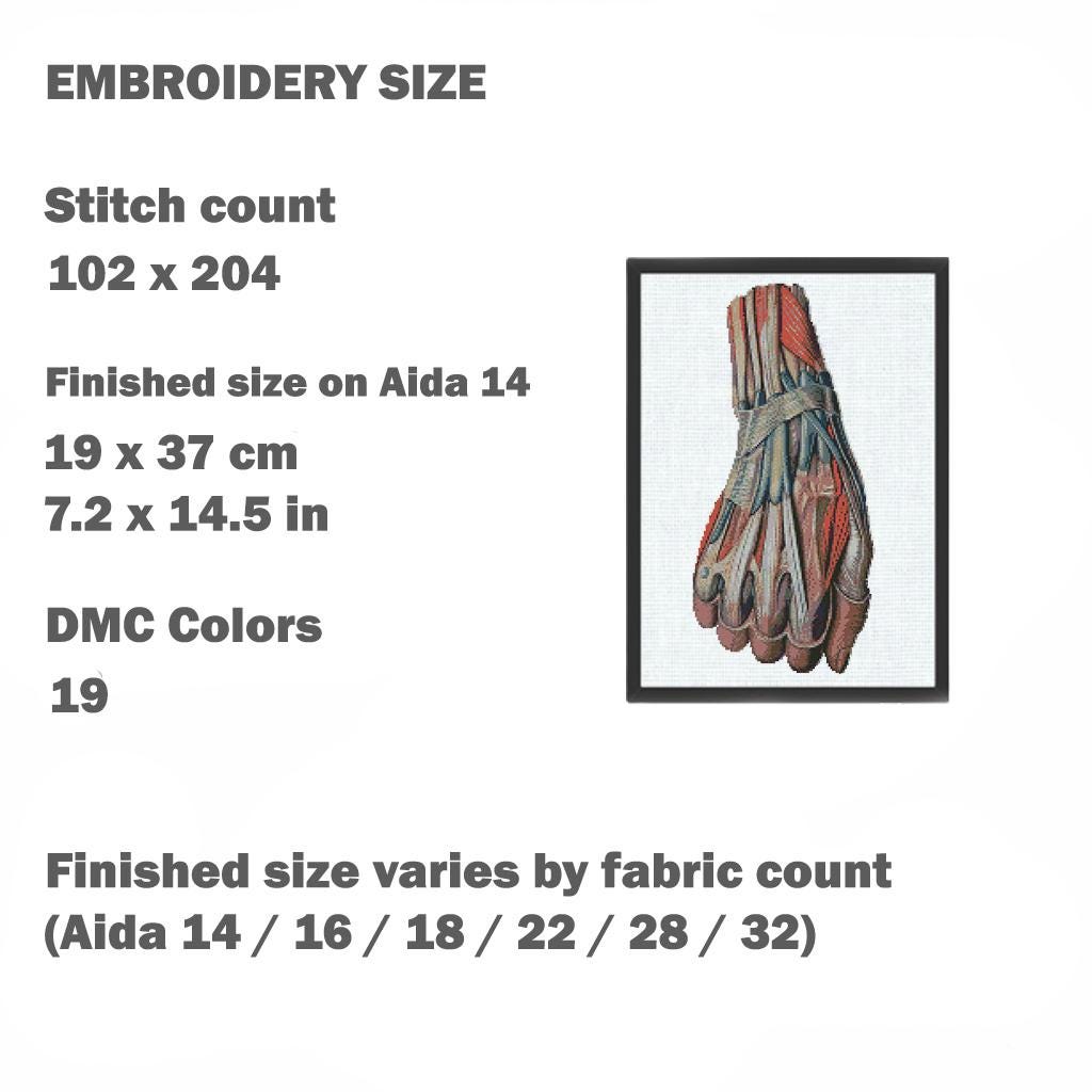 Hand Muscle Anatomy Cross Stitch Pattern PDF, Human Arm Muscular System Embroidery Design, Medical Student Wall Art Instant Download - NuttyHappyHobby