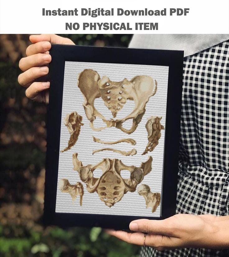 Vintage Pelvis Anatomy Cross Stitch Pattern PDF, Human Hip Bone Embroidery Chart, Antique Medical Illustration Art, Orthopedic Gift, Instant - NuttyHappyHobby