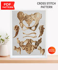 Vintage Pelvis Anatomy Cross Stitch Pattern PDF, Human Hip Bone Embroidery Chart, Antique Medical Illustration Art, Orthopedic Gift, Instant - NuttyHappyHobby